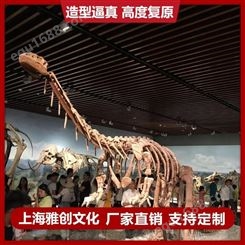 大型仿真恐龙化石 恐龙骨架展具租赁 雅创  可租可售