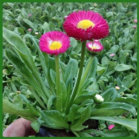 雏菊 适应性较好 绿化工程用小苗 庭院美化 喜湿润环境