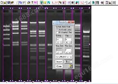 sim凝胶成像系统分析软件BIO-1D