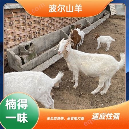 散养育肥波尔山羊幼羊 品种好 福华养殖供应易养活羊羔