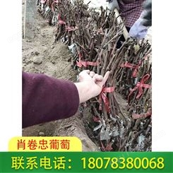 广西防城港葡萄种植：蓝宝石葡萄苗欢迎来电订购