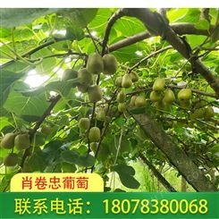 桂林|灌阳红心猕猴桃出售价格合理