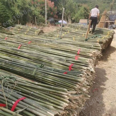 菜架竹 篱笆竹 2022年10月份大量上市了原产地直发 绿化支撑竹