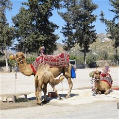 景区骑乘观赏双峰成年骆驼 体形健壮 饲养简单