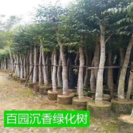 供应沉香移植，绿化风景树，8年沉香树苗，精品苗木种植基地