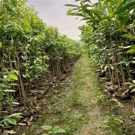 百园沉香专业种植基地 精品出售 绿化沉香树苗 批量供应