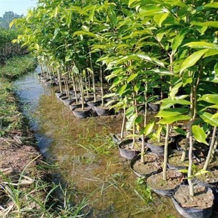 百园沉香专业种植基地 精品出售 绿化沉香树苗 批量供应
